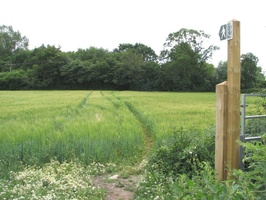 Public footpath across English field