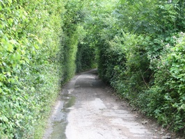 English country lane