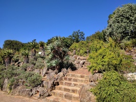Kirstenbosch Gardens - Aloes