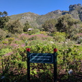 Kirstenbosch Gardens - Pelargonium Garden