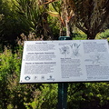 Kirstenbosch Gardens - plants for sexual health
