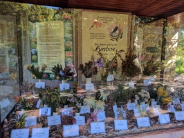 Kirstenbosch Gardens - Fynbos display