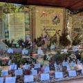 Kirstenbosch Gardens - Fynbos display