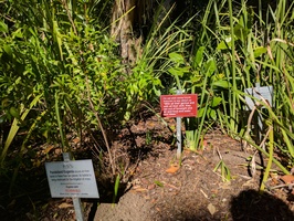 Kirstenbosch Gardens - Garden of Extinction
