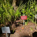 Kirstenbosch Gardens - Garden of Extinction