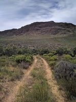 Tracks through the veld
