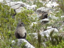 Alpha male Baboon with his troop in background