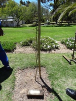 Matjiesfontein - Helen Zille's tree that she planted