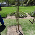 Matjiesfontein - Helen Zille's tree that she planted