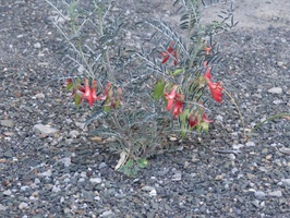 Karoo medicinal plant in Sutherland