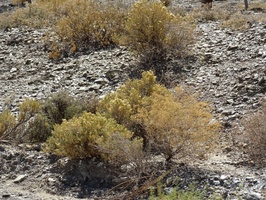 Typical Karoo bushes found here