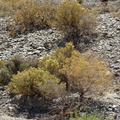 Typical Karoo bushes found here