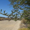 Karoo Thorn Tree