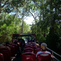 Passing through Newlands Forest towards Kirstenbosch Gardens