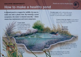 Green Point Park - How to Make a Healthy Pond