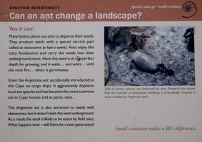 Green Point Park - Can an Ant Change a Landscape?