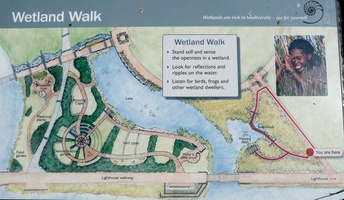 Green Point Park - Wetland Walk