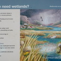 Green Point Park - Why Do We Need Wetlands