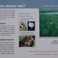 Green Point Park - Are Wetlands Always Wet?
