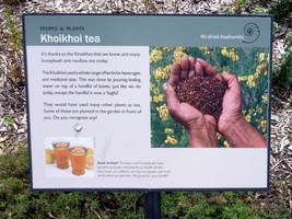 Green Point Park - Khoikhoi Tea