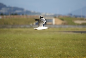Ysterplaat Air Show - Seagull in flight