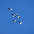 Ysterplaat Air Show - Silver Falcons