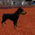 Shaka - my new pet in Second Life