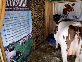 Ayrshire Cow at the Cheese Festival