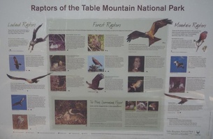 Raptors of Table Mountain