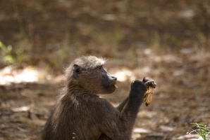 Baboon feasting at Tokai Plantation