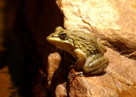 Frog at Crystal Pools