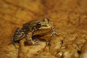 Frog at Crystal Pools