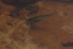 Tadpole in the water