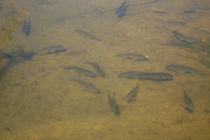 Fish in the dam at Kromrivier