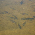 Fish in the dam at Kromrivier