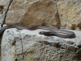 Snouted Cobra at Ratanga Junction