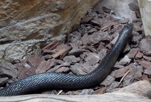Mole Snake at Ratanga Junction
