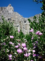 Pretty flowers along Table Mountain road