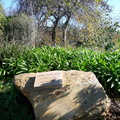 Plaque dedicating the arboretum to Vink van Zyl, the Tree Man