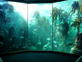 Massive underwater kelp forest
