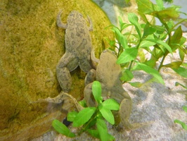 Common Platanna (African Clawed Toad)