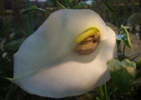 Arum Lily Frog