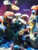 Colourful sea anenomes