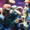 Colourful sea anenomes