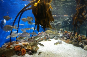 Fish at the Aquarium