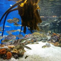 Fish at the Aquarium