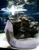 Giant eel