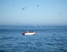 Fishermen doing their thing.... and seagulls hoping to get some of it