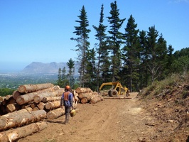 Pine trees being cleared on the mountain