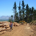 Pine trees being cleared on the mountain